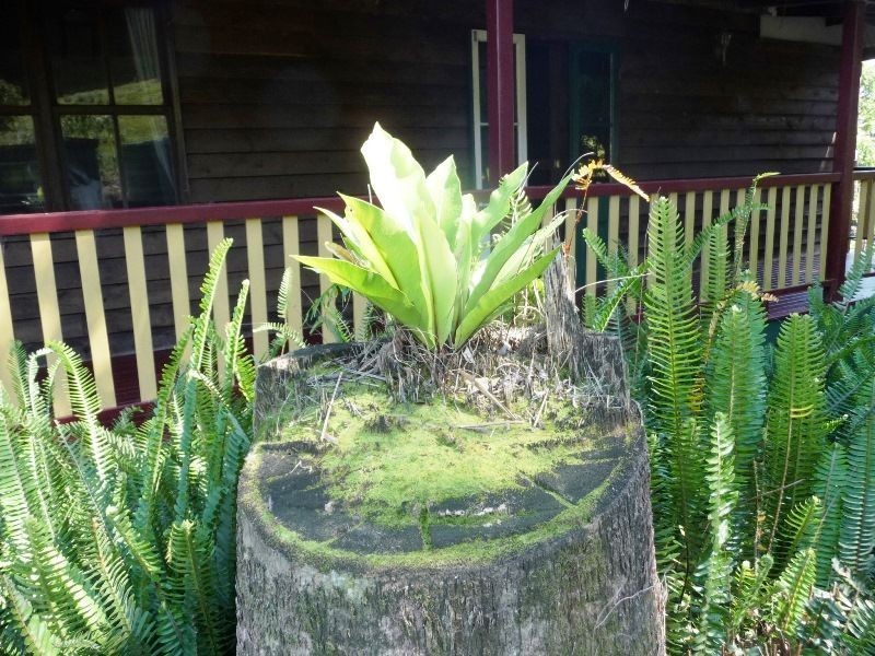 3033 Nerang-Murwillumbah Road, Natural Bridge QLD 4211