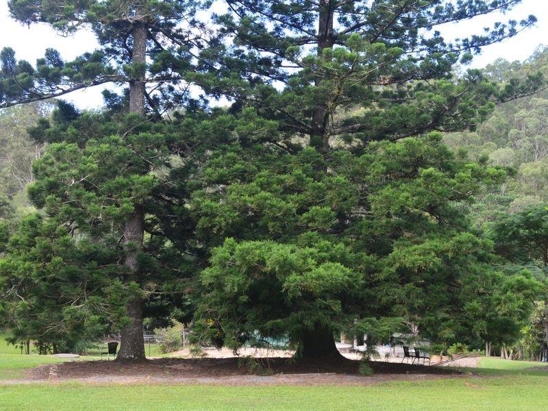 41 Sherlock Court, Guanaba QLD 4210