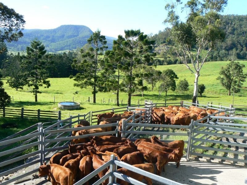 329 Pocket Road, Numinbah Valley QLD 4211