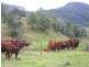 3138 Nerang Murwillumbah Road, Natural Bridge QLD 4211