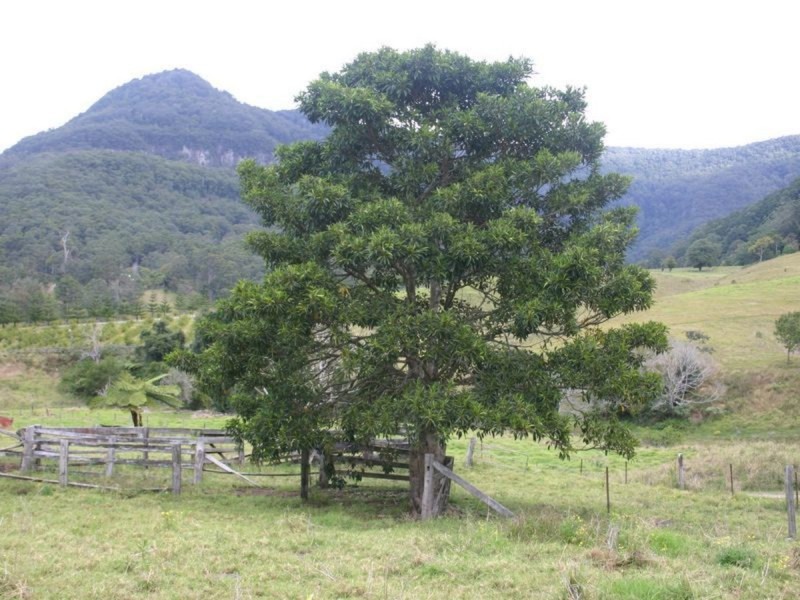 3138 Nerang Murwillumbah Road, Natural Bridge QLD 4211