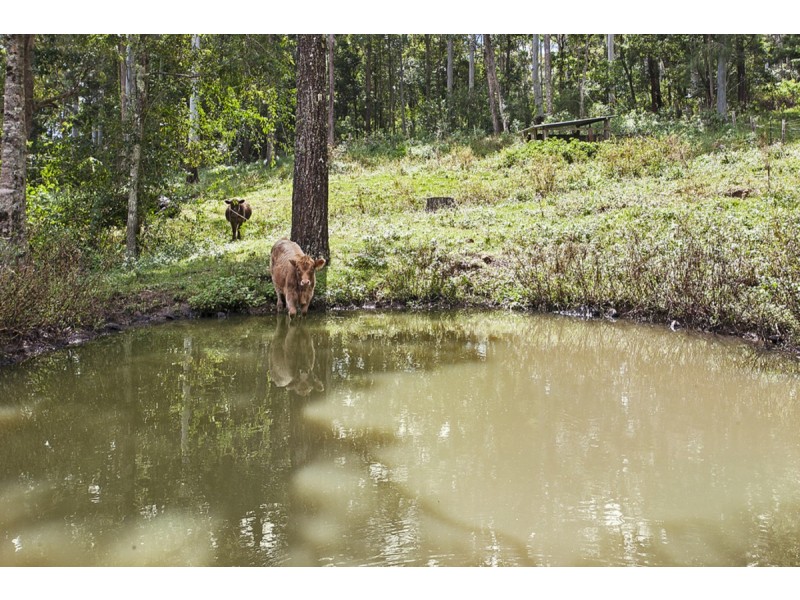 2941 Nerang-Murwillumbah Road, Natural Bridge QLD 4211