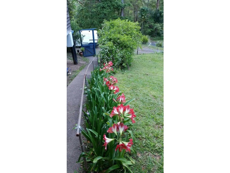 2925 Nerang Murwillumbah Road, Natural Bridge QLD 4211