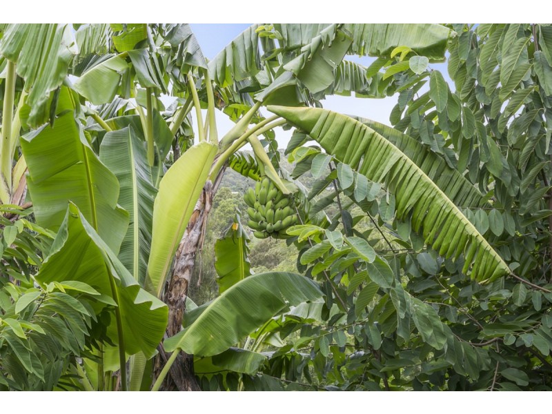 381 Worongary Road, Tallai QLD 4213