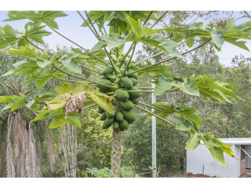 381 Worongary Road, Tallai QLD 4213