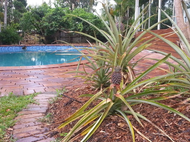 3 Ainsley Avenue, Ashmore QLD 4214