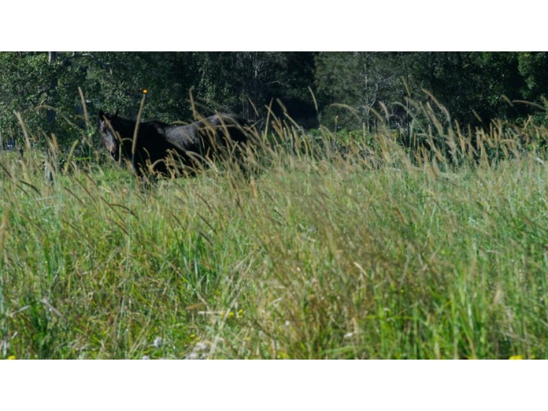 68 Countryview Street, Kingsholme QLD 4208