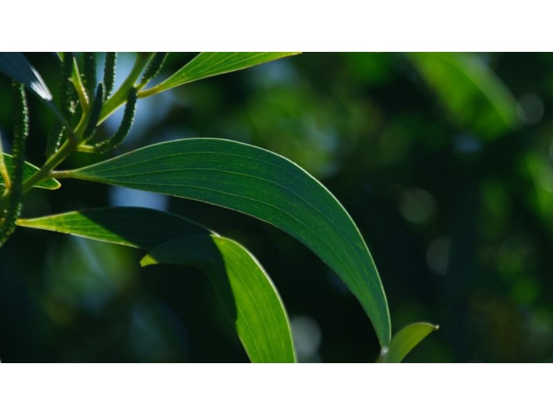 68 Countryview Street, Kingsholme QLD 4208