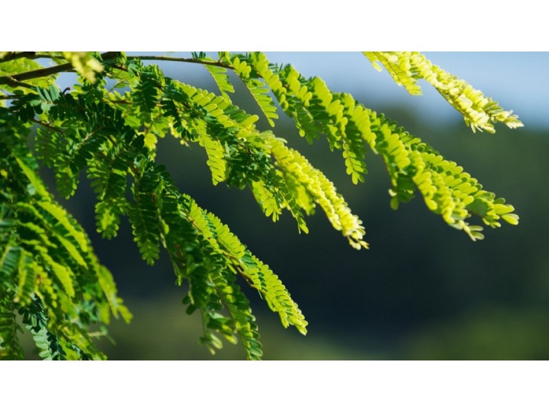 68 Countryview Street, Kingsholme QLD 4208