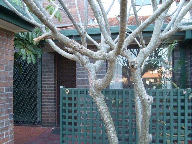 9 Jacarand 67 Nerang Street, Nerang QLD 4211