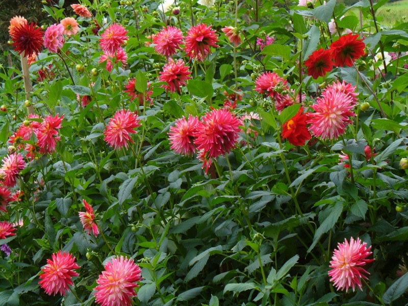 27 Lilac Tree Court, Beechmont QLD 4211