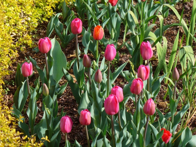 27 Lilac Tree Court, Beechmont QLD 4211