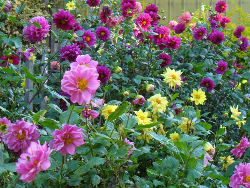 27 Lilac Tree Court, Beechmont QLD 4211