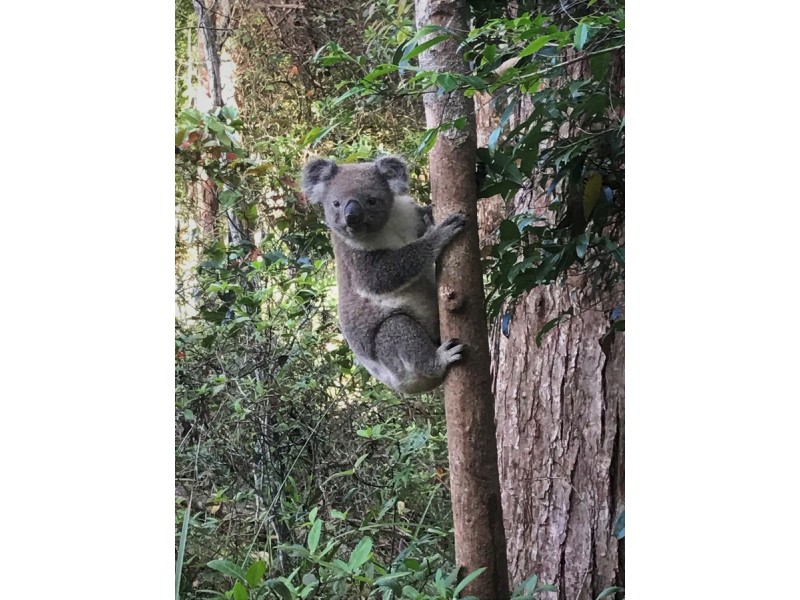 14-16 Eden Park Court, Mount Nathan QLD 4211