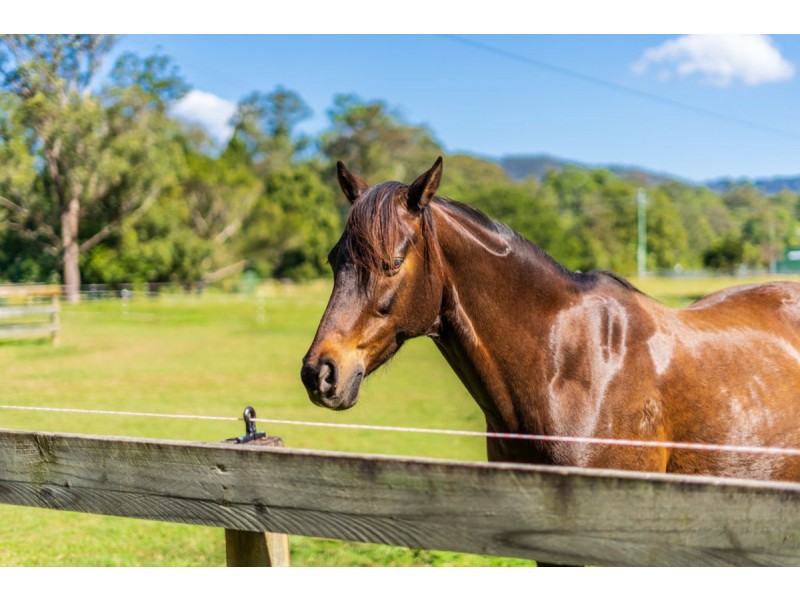 36 Tarata Road, Guanaba QLD 4210