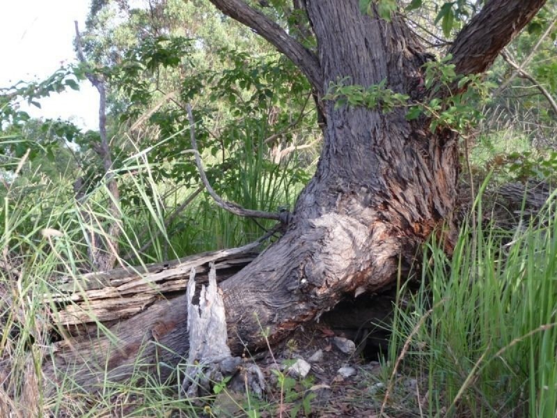 121 Pocket Road, Numinbah Valley QLD 4211