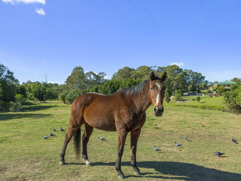 12 Gunsynd Drive, Mudgeeraba QLD 4213
