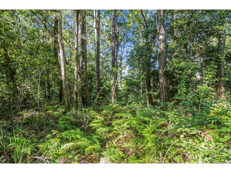 1922 Springbrook Road, Springbrook QLD 4213