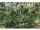 1922 Springbrook Road, Springbrook QLD 4213