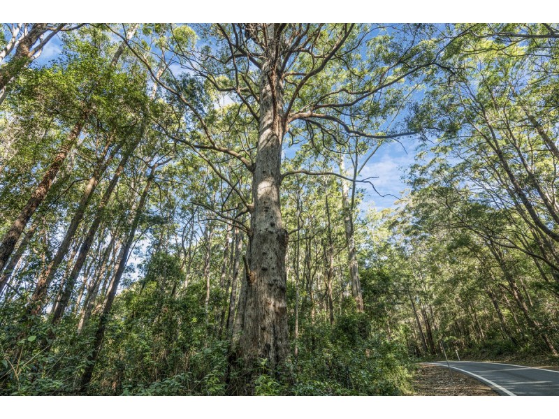 1922 Springbrook Road, Springbrook QLD 4213