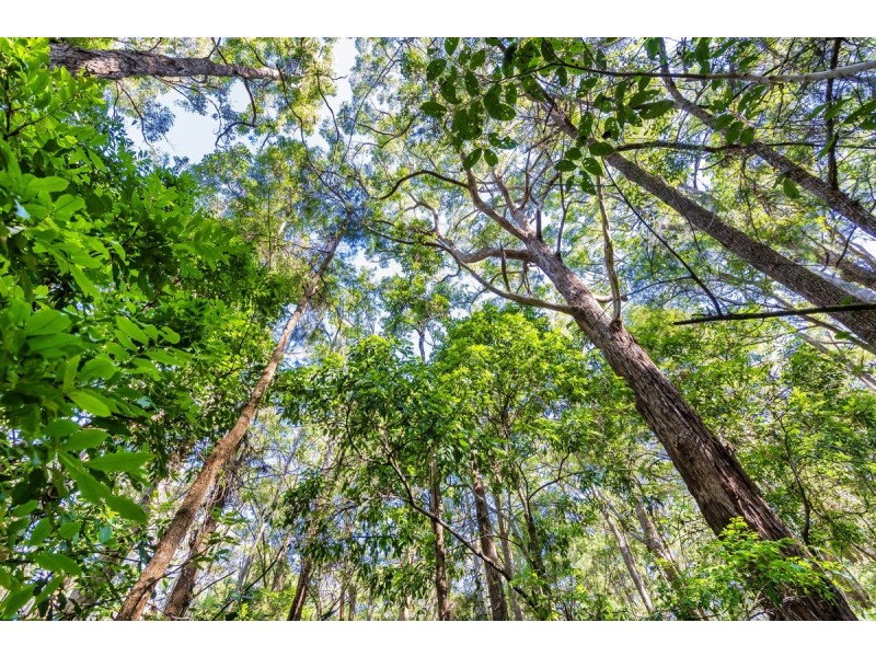 1938 Springbrook Road, Springbrook QLD 4213