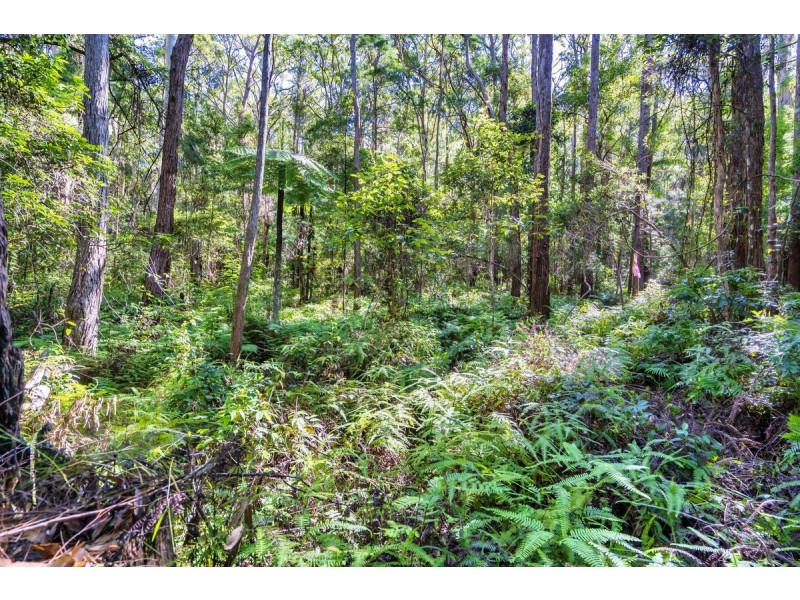 1938 Springbrook Road, Springbrook QLD 4213