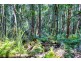 1938 Springbrook Road, Springbrook QLD 4213