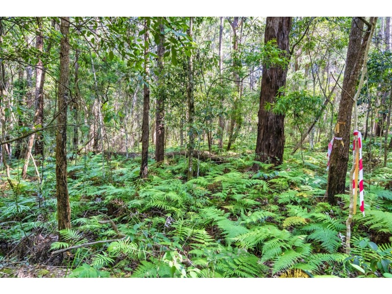 1938 Springbrook Road, Springbrook QLD 4213