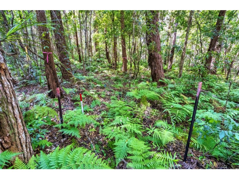 1938 Springbrook Road, Springbrook QLD 4213