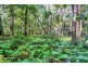 1938 Springbrook Road, Springbrook QLD 4213