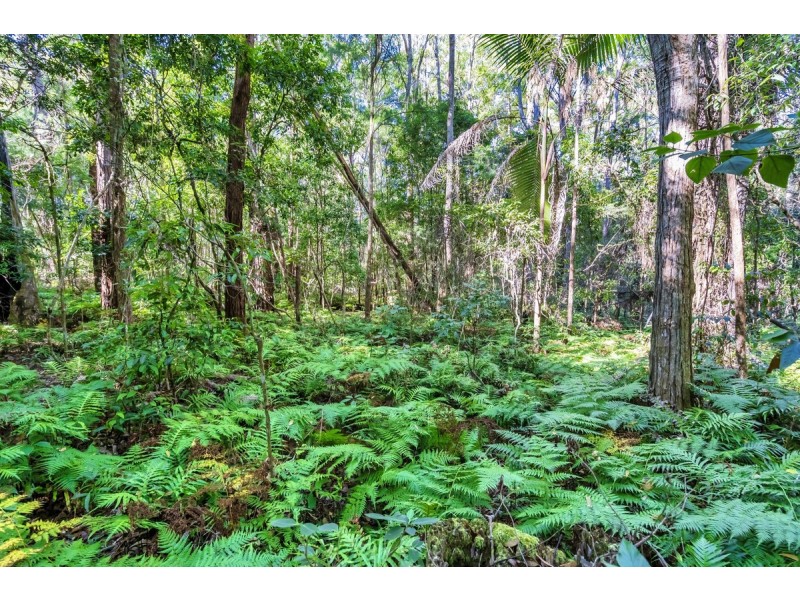 1938 Springbrook Road, Springbrook QLD 4213