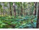 1938 Springbrook Road, Springbrook QLD 4213
