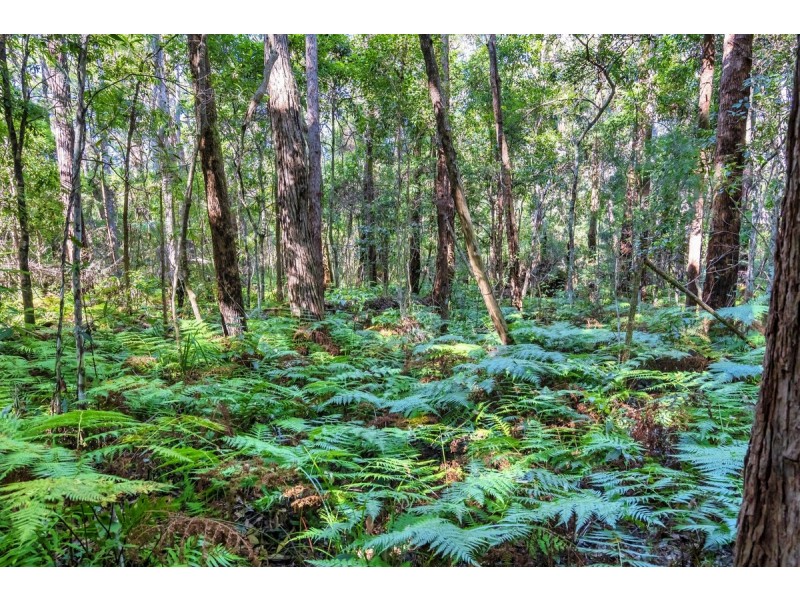 1938 Springbrook Road, Springbrook QLD 4213