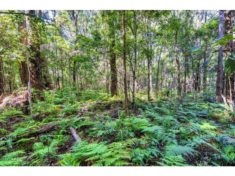 1938 Springbrook Road, Springbrook QLD 4213
