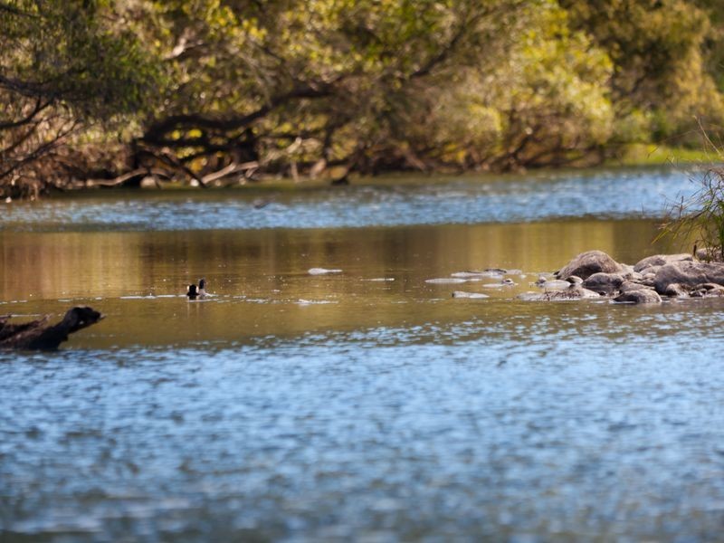 6 Mungindie Court, Mount Nathan QLD 4211