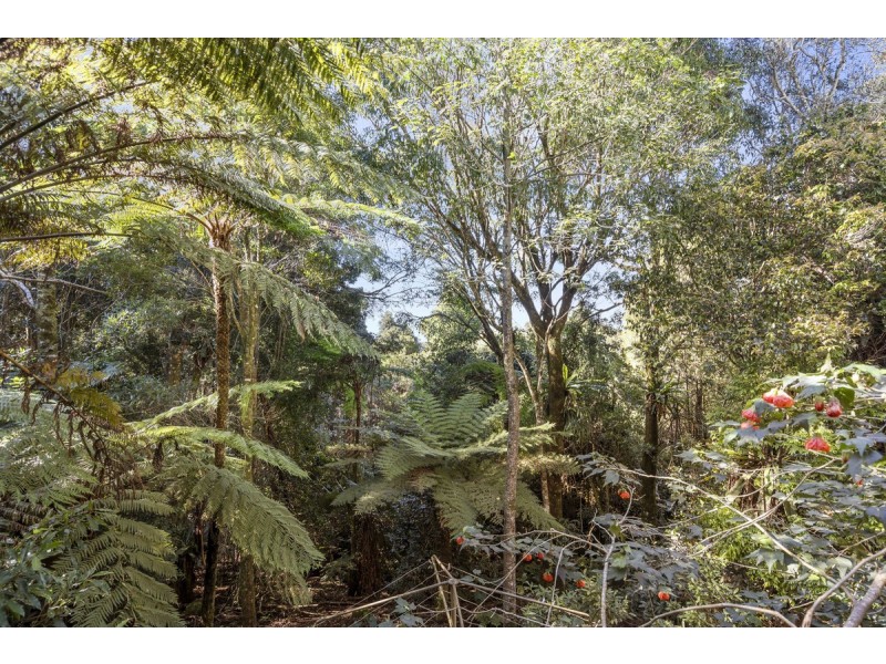 369 Lyrebird Ridge Road, Springbrook QLD 4213