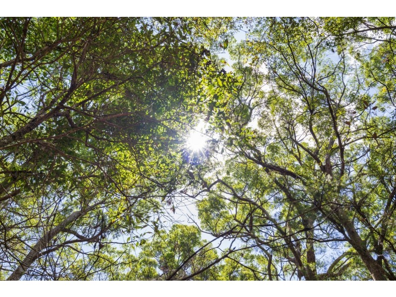 1934 Springbrook Road, Springbrook QLD 4213