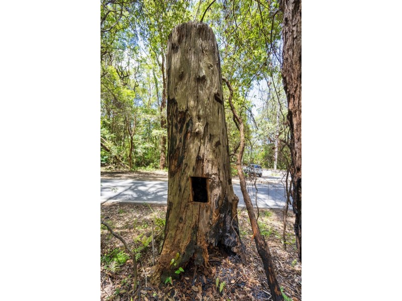 1934 Springbrook Road, Springbrook QLD 4213