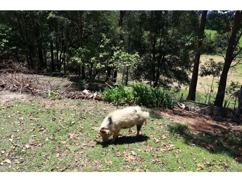 21 Darwalla Road, Mount Nathan QLD 4211