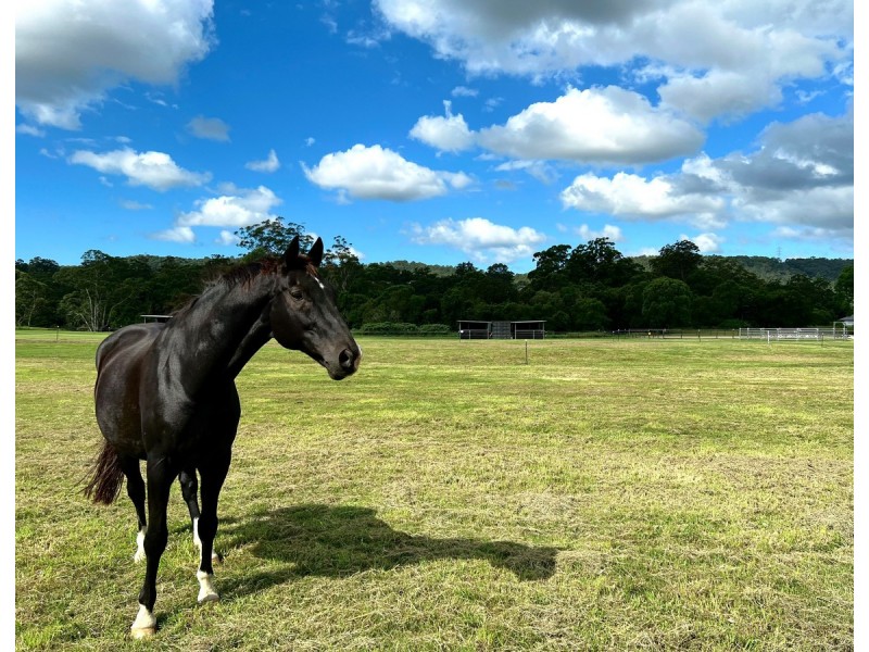 42 Equestrian Drive, Maudsland QLD 4210
