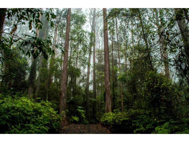 2058 Springbrook Road, Springbrook QLD 4213