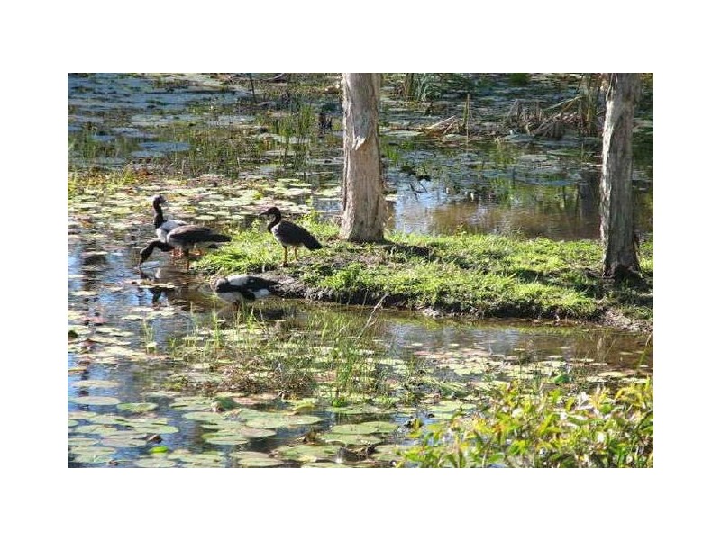 7 Crystal Springs Court, Maudsland QLD 4210