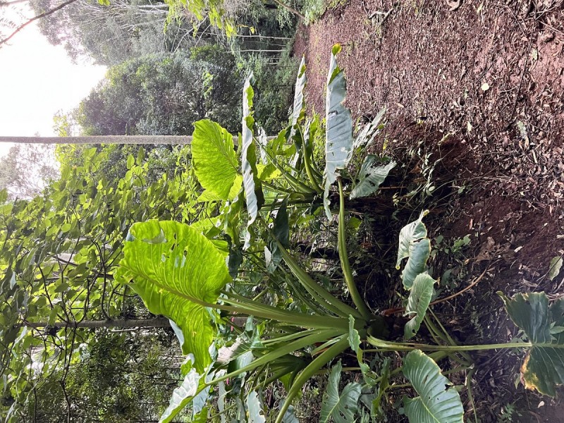 2481 Springbrook Road, Springbrook QLD 4213