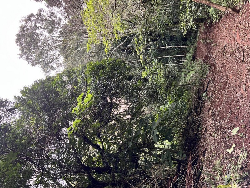 2481 Springbrook Road, Springbrook QLD 4213