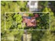 6 Mimosa Road, Springbrook QLD 4213