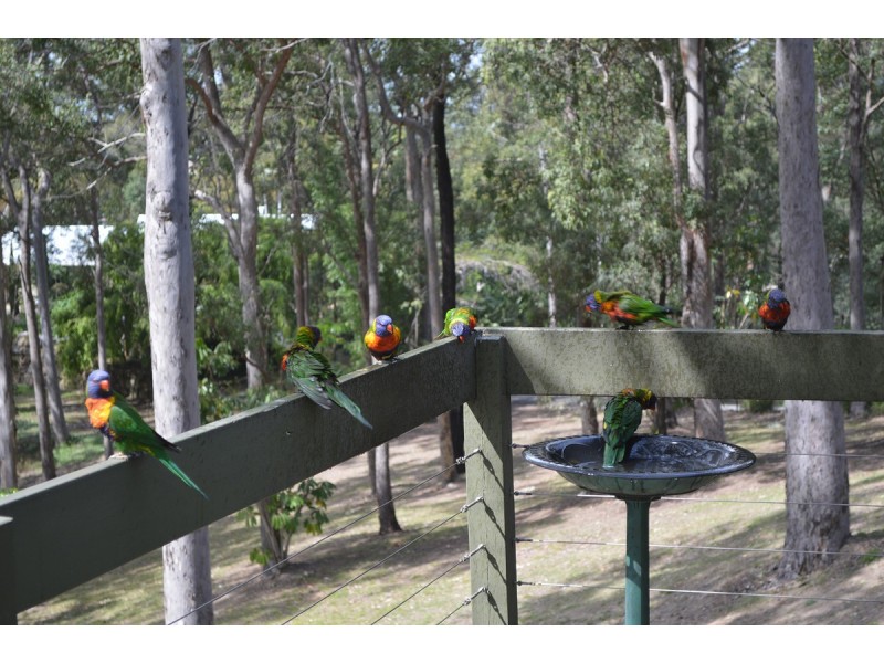 49 Arunta Drive, Mount Nathan QLD 4211