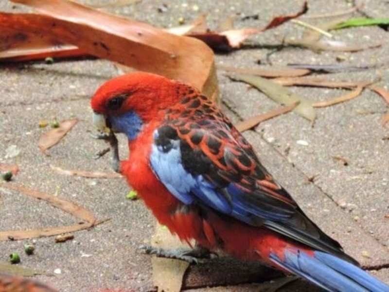 33-35 Banksia Road, Springbrook QLD 4213