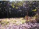 80 Pheasant La, Doonan QLD 4562