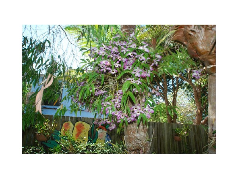 5 Cedar Pl, Tewantin QLD 4565