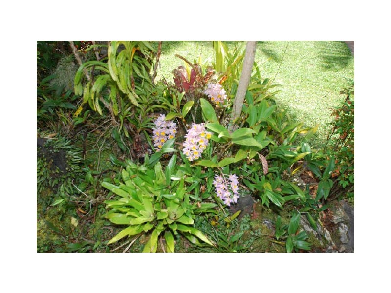 5 Cedar Pl, Tewantin QLD 4565